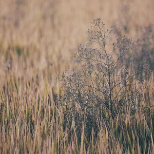 俄罗斯与欧美性爱电影
